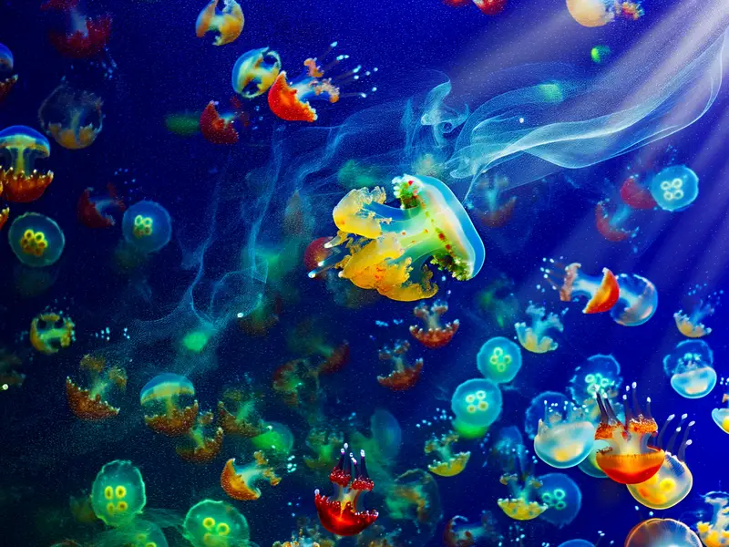 Dive Into The Enigmatic World Of Scyphozoa