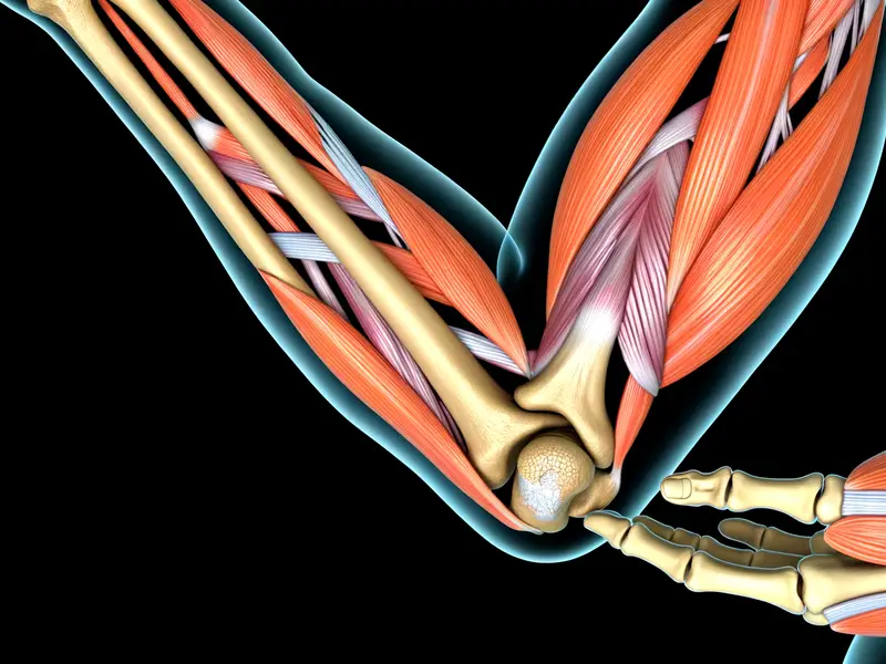 Understanding Olecranal Anatomy: A Guide to Elbow Health