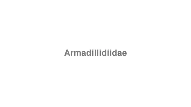 How to Pronounce Armadillidiidae
