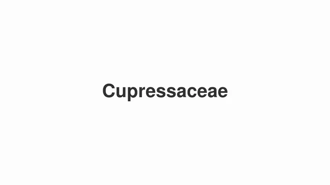 How to Pronounce Cupressaceae