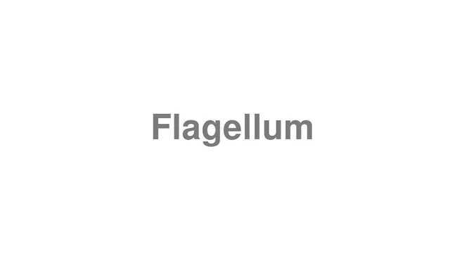 How to Pronounce Flagellum