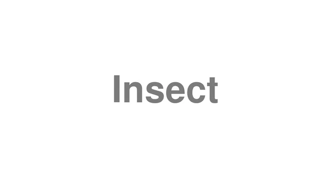 How to Pronounce Insect