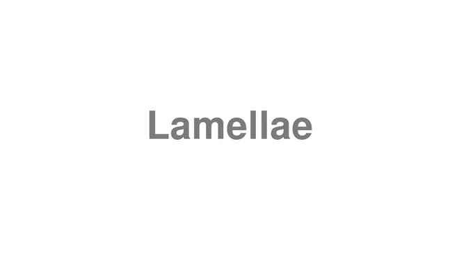 How to Pronounce Lamellae