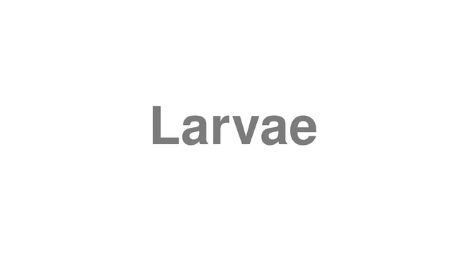 How to Pronounce Larvae