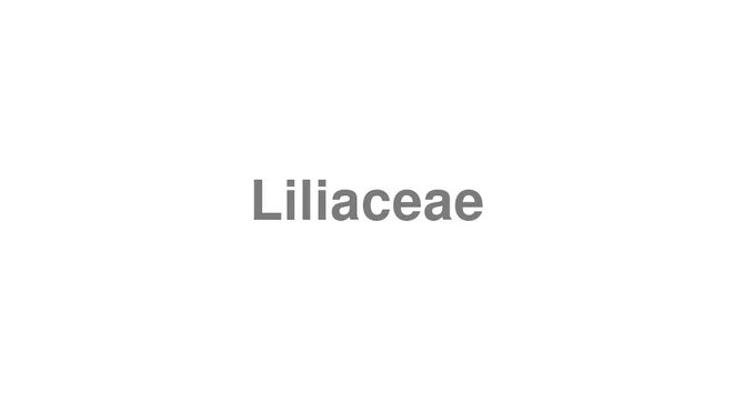 How to Pronounce Liliaceae