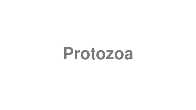 How to Pronounce Protozoa