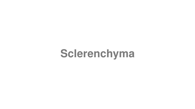 How to Pronounce Sclerenchyma